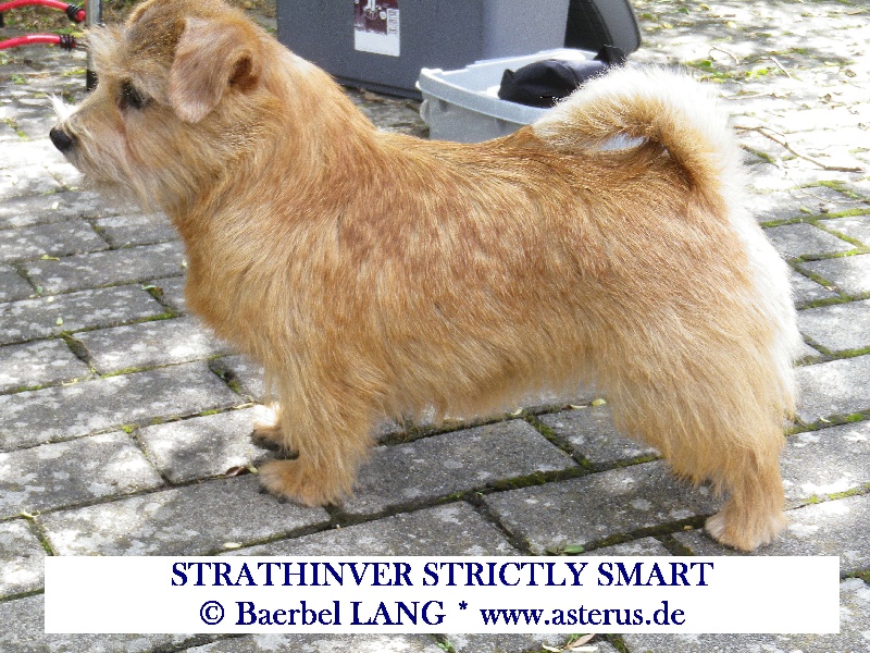 CH. strathinver Strictly smart